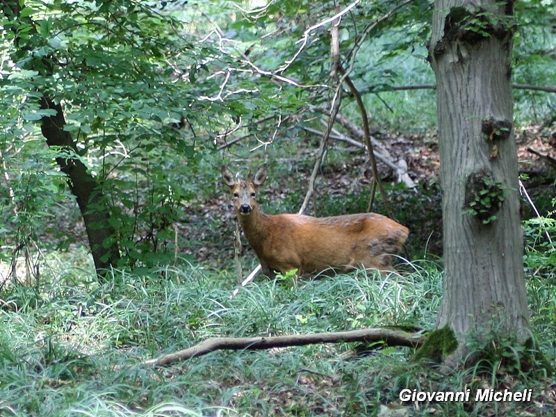 Capriolo del Parco del Ticino